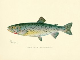 (image for) Trout Tahoe