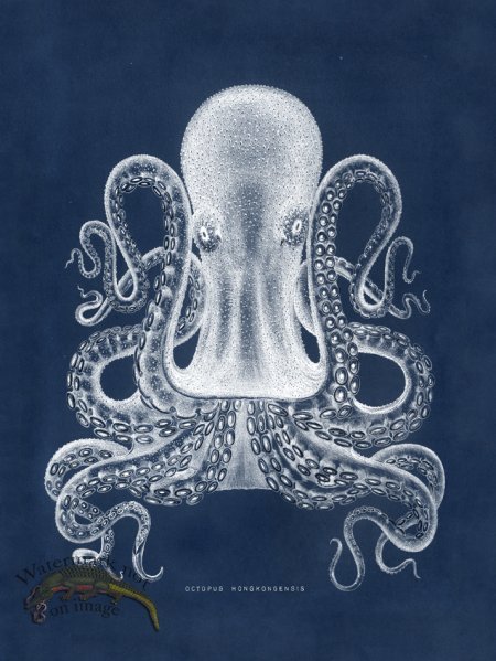 (image for) Octopus Blue 02