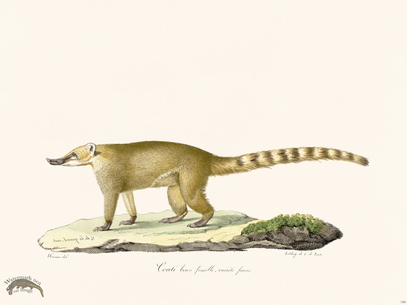 Cuvier 180 Female Brown Coati