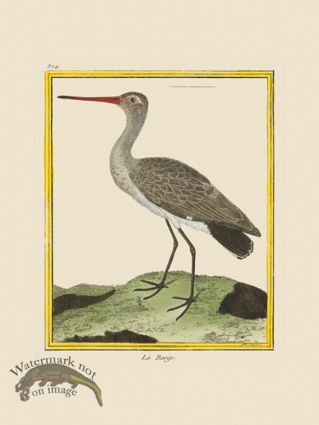 (image for) Martinet Bird 874