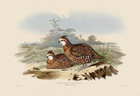 13 Whie-faced partridge