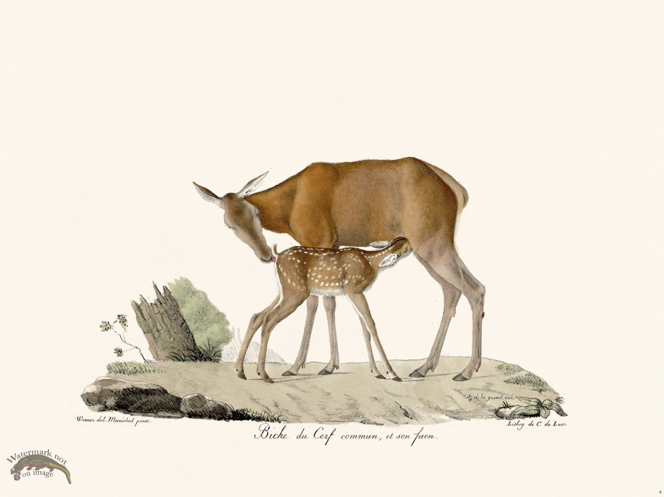 (image for) Cuvier 004 Virginia Deer Female