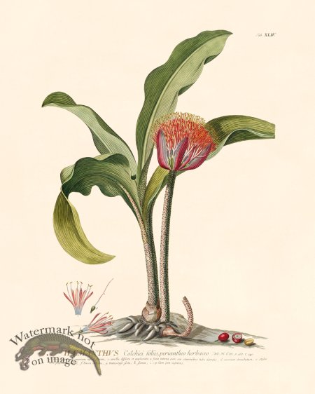 (image for) Trew Botanical 44