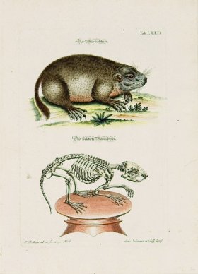 Meyer Animal 04