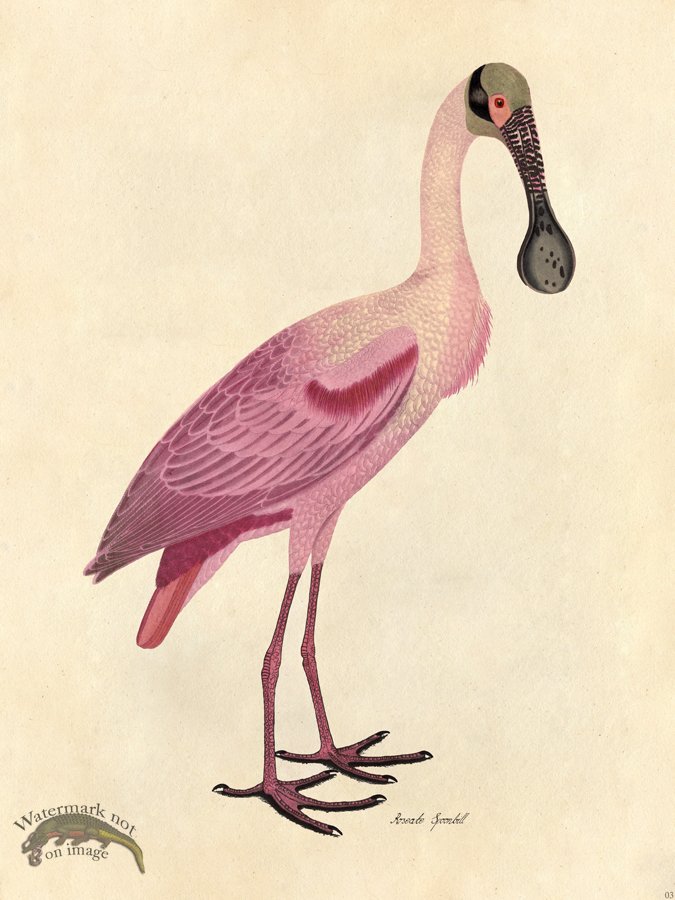 (image for) Roseate Spoonbill - Tribute Bd 03