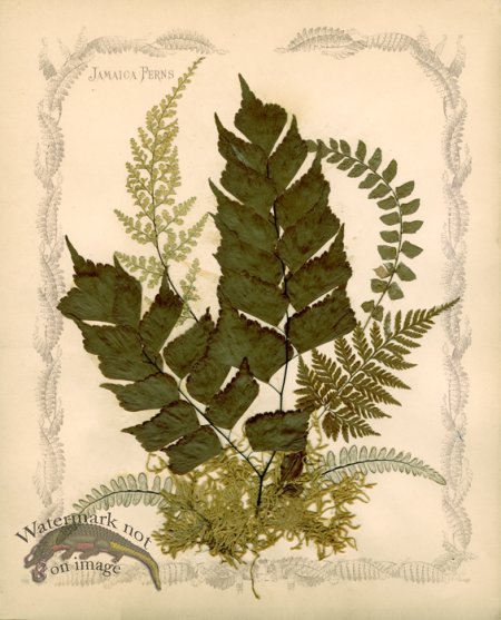 (image for) Jamaican Fern 06