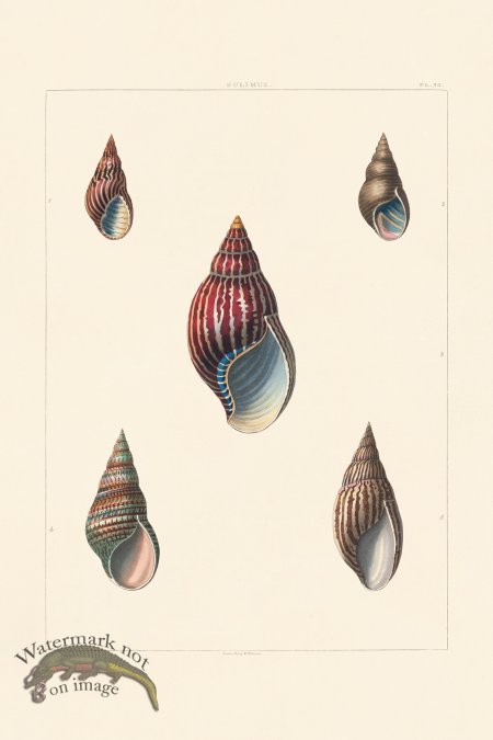 (image for) Perry Shell 30