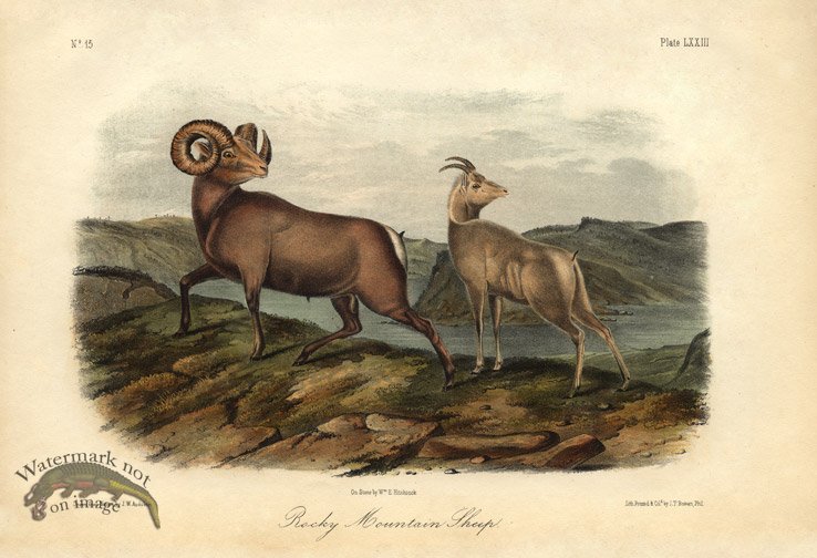 (image for) Rocky Mtn. Sheep