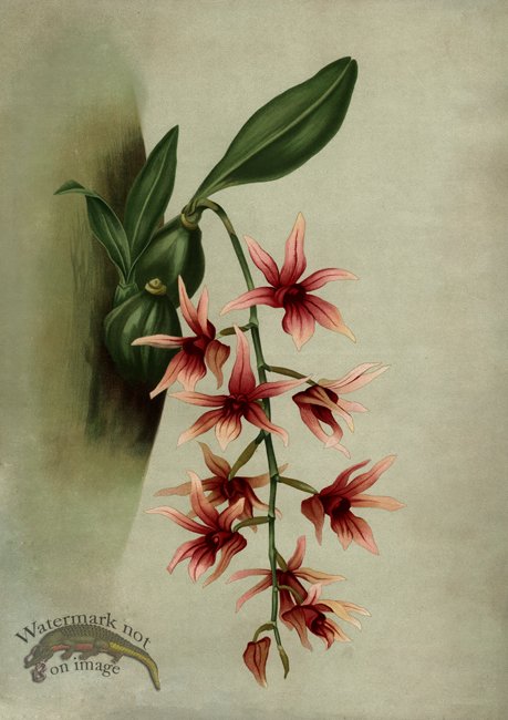 (image for) orchid 12