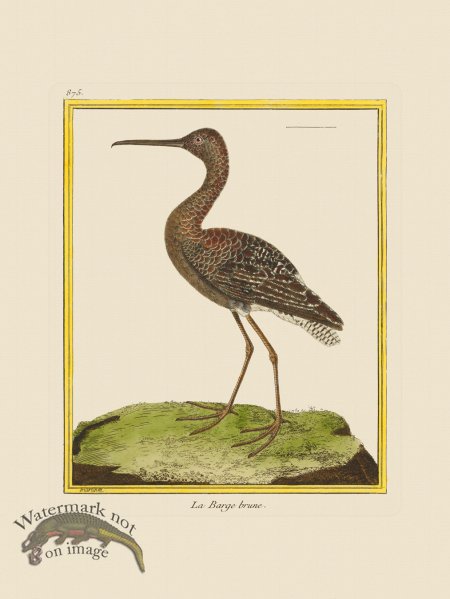 (image for) Martinet Bird 875