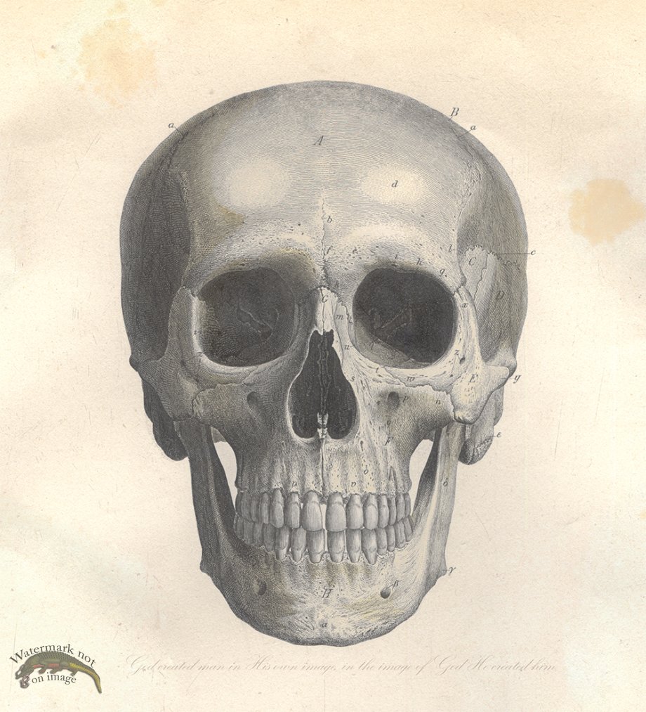 1870s Skull