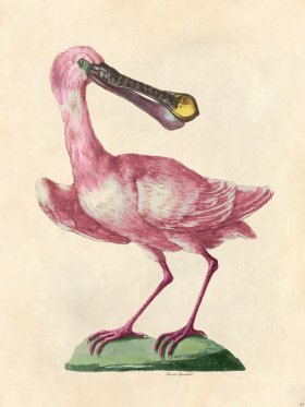 Roseate Spoonbill - Tribute Bd 65 M