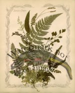 Jamaican Fern 08