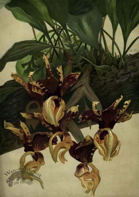 (image for) orchid 07