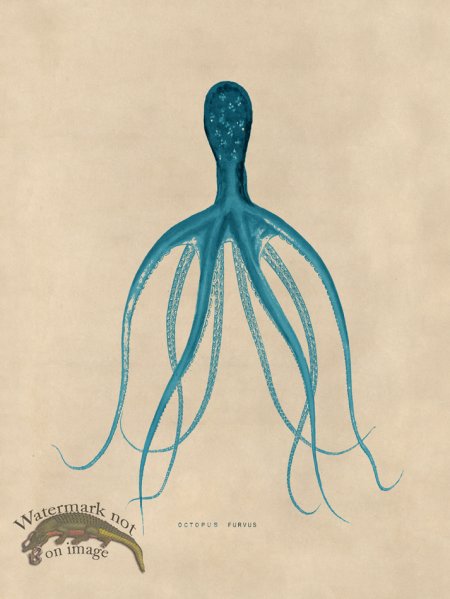 (image for) Octopus Teal 21