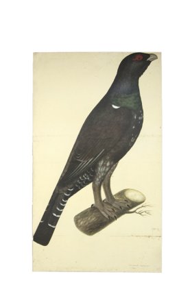 CAPERCAILLIE COCK . PL 7