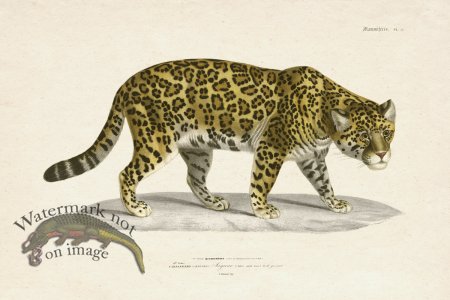 (image for) FNH 11 Jaguar