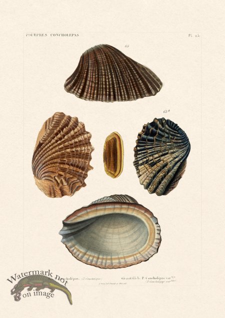 (image for) French Shell 023