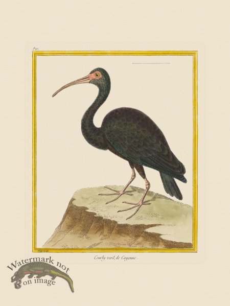 (image for) Martinet Bird 820