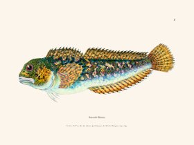 008 Smooth Blenny