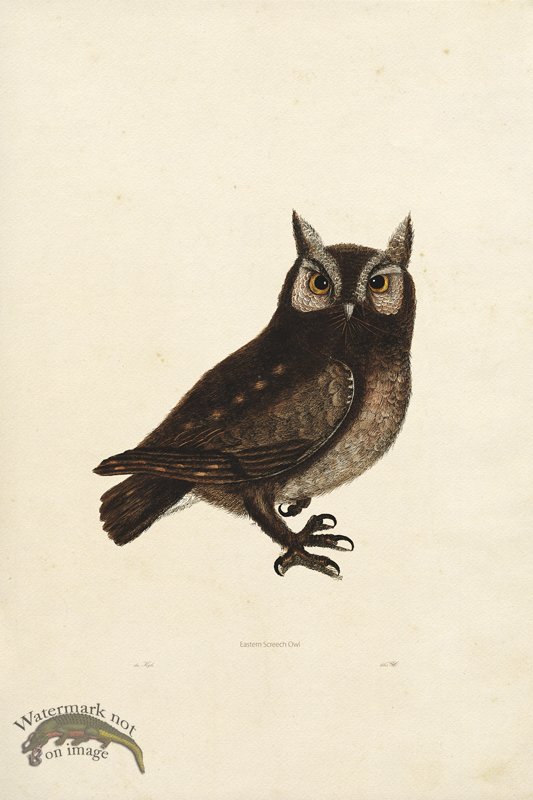 (image for) KO 11 Eastern Screech Owl