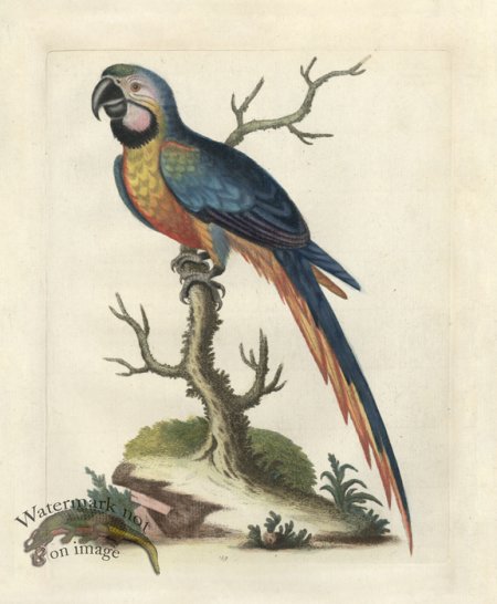 (image for) Edwards Parrot 02