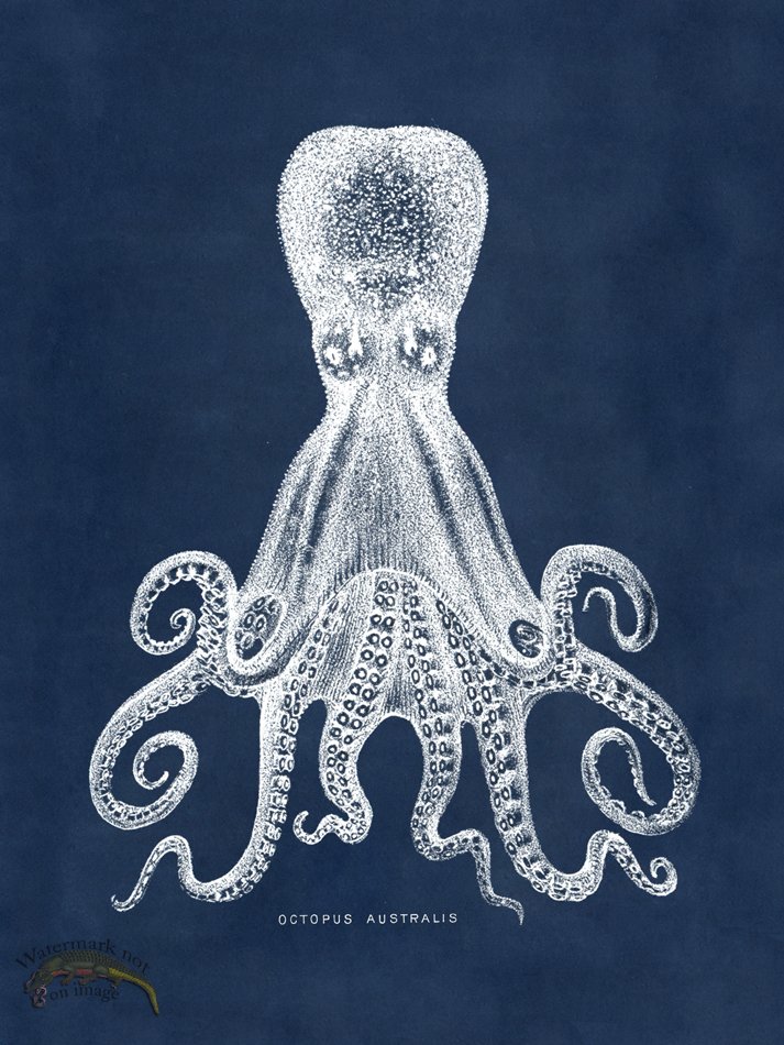 (image for) Octopus Blue 15