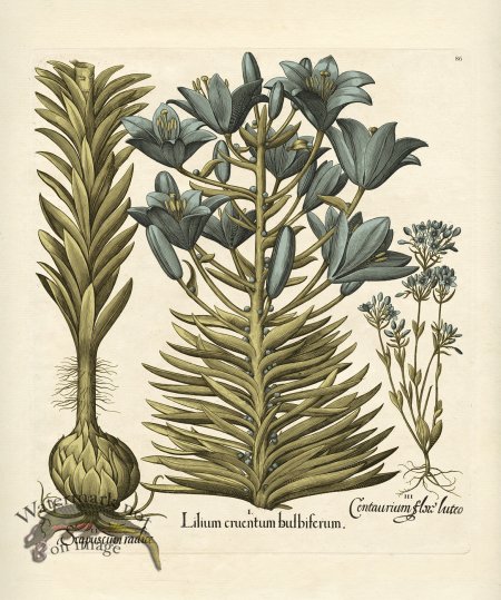 (image for) Besler Botanical 086 BG