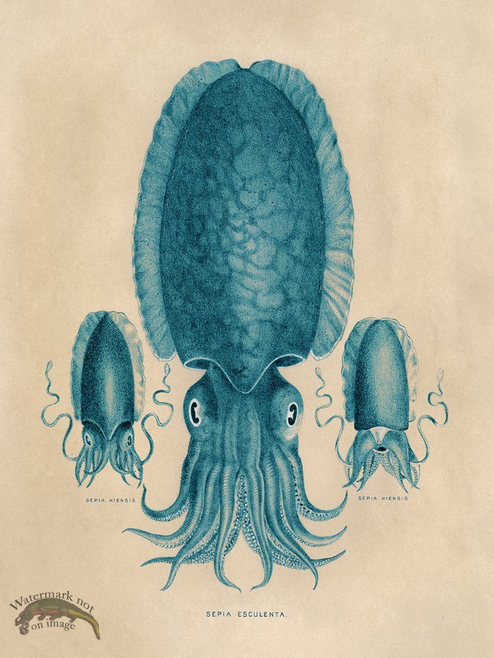 (image for) Octopus Teal 04