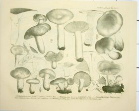 (image for) Mushroom Atlas 53