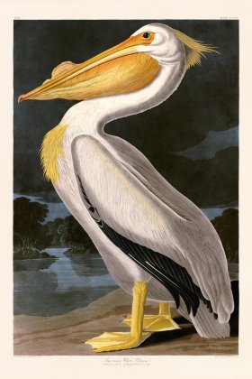 311 American White Pelican