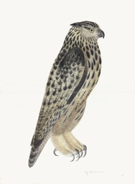 Rudbeck 008 Eagle Owl 22x30