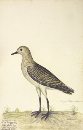 192 Swedish Birds . Charadrius Pluvialis, European Golden Plove