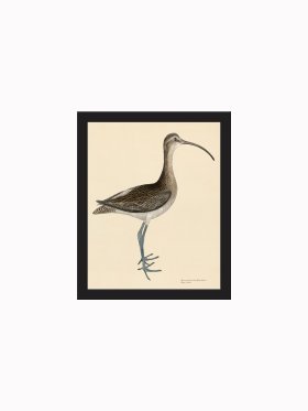 (image for) Rudbeck CFA_BF 300 Eskimo Curlew