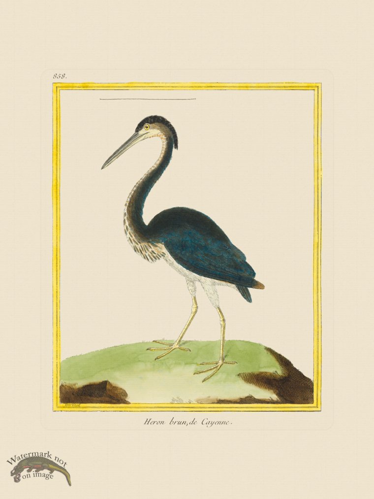 (image for) Martinet Bird 858