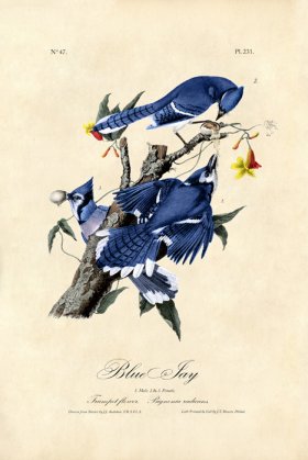 Blue Jay