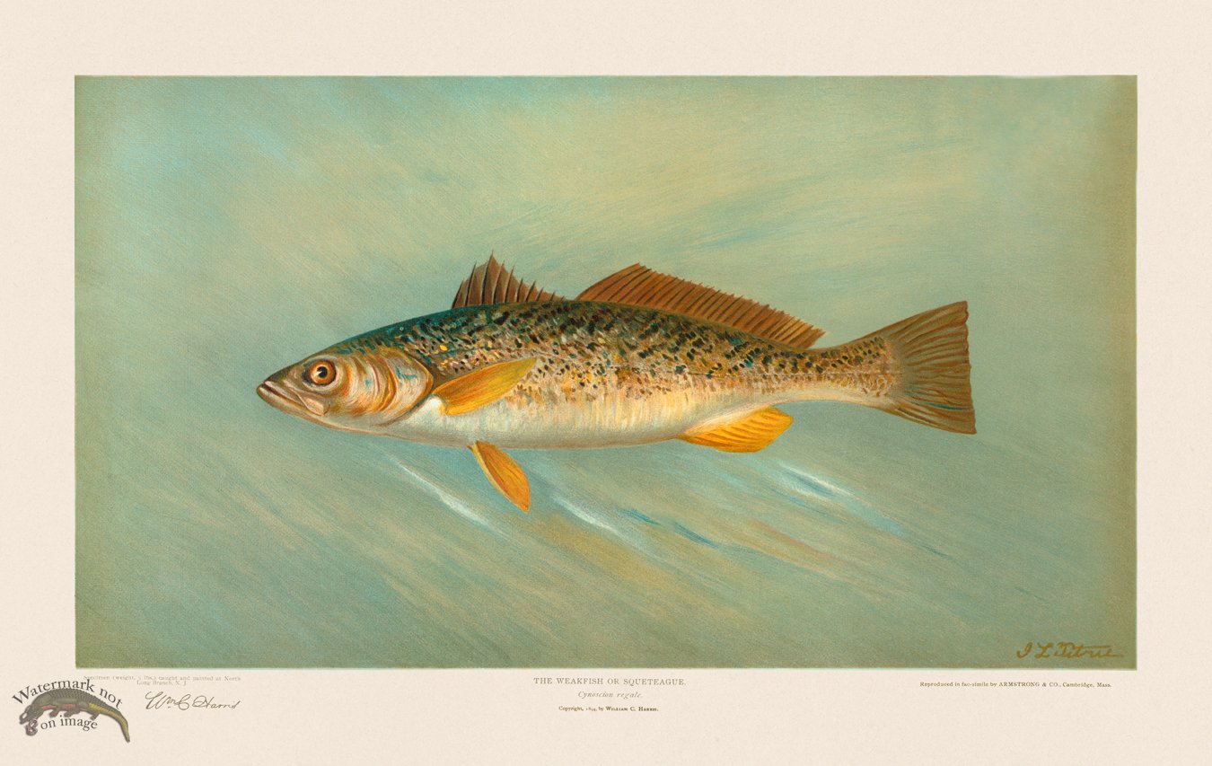 Weakfish or Squeteague