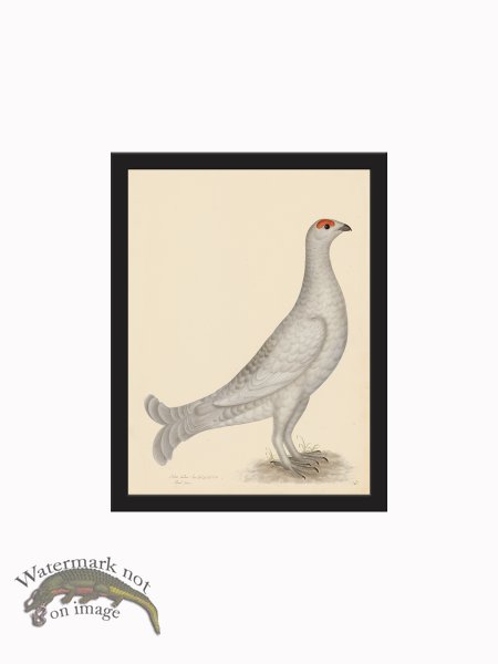 (image for) Rudbeck CFA_BF 18 GROUSE ALBINO