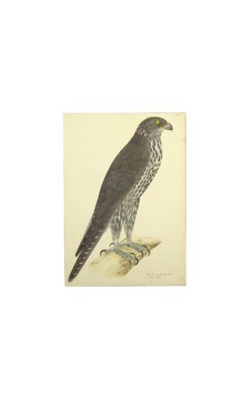 GYR FALCON . PL 13