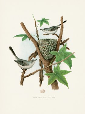 (image for) Thomas Gentry Bird 30