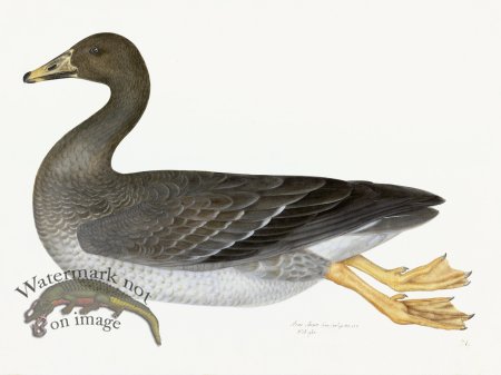 (image for) Rudbeck 021 GREYLAG GOOSE 24x18