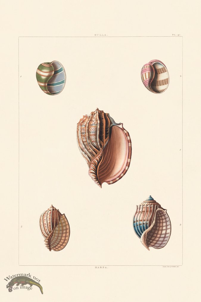 (image for) Perry Shell 40