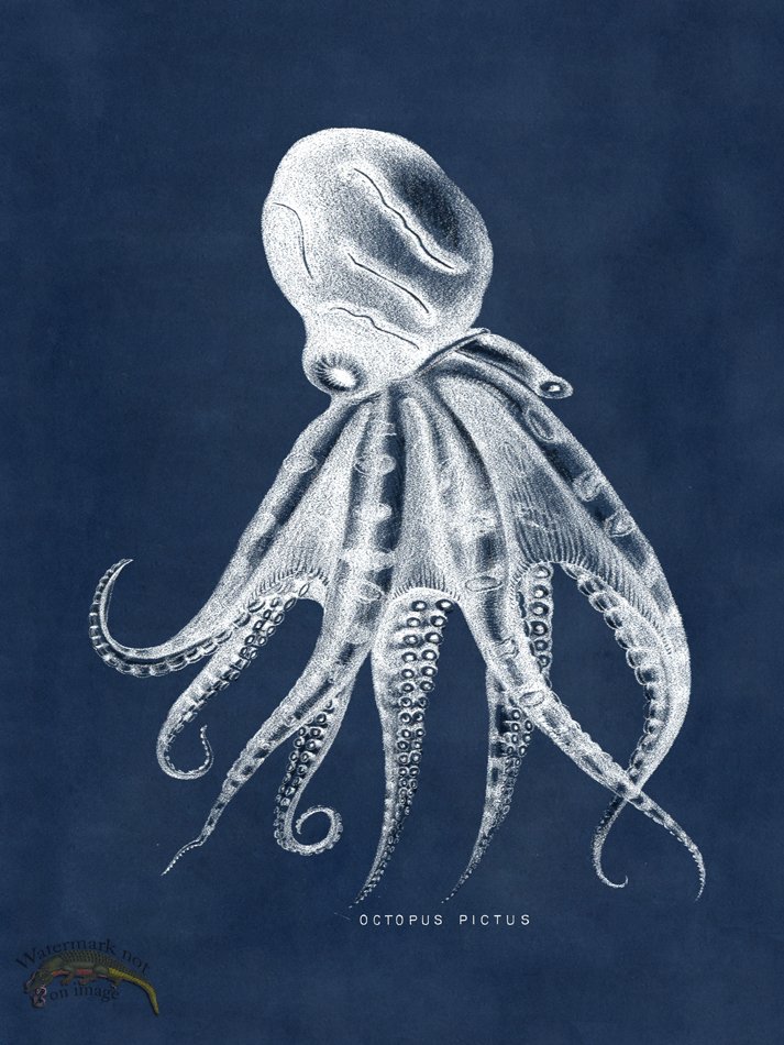 (image for) Octopus Blue 10