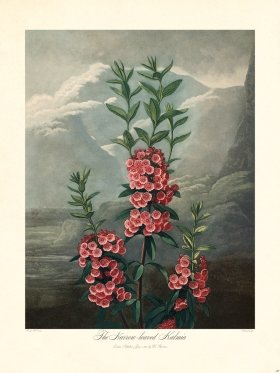 28 Narrow leaved Kalmia