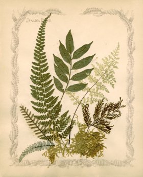 Jamaican Fern 07