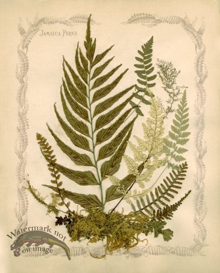 (image for) Jamaican Fern 05