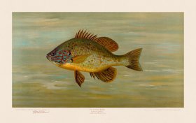Common Sunfish