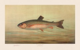 Rainbow Trout