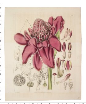 (image for) Curtis Botanical 037