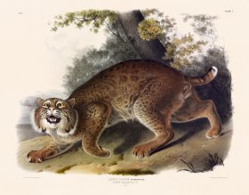 001 American Wild Cat